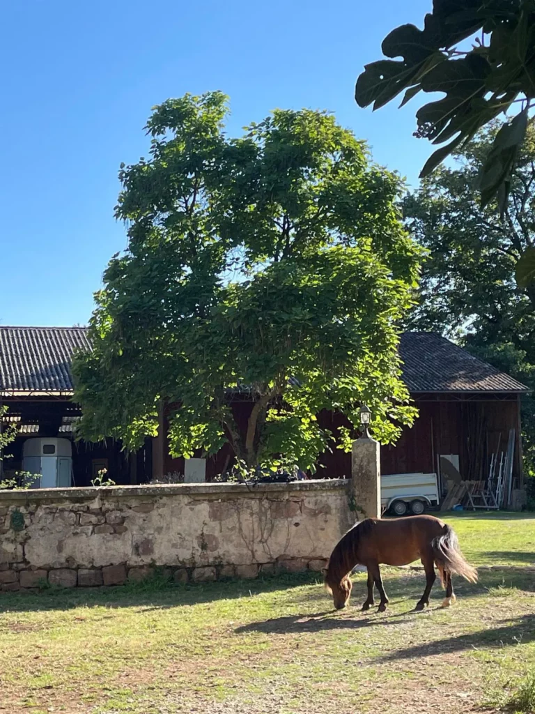 Loisir poney au château